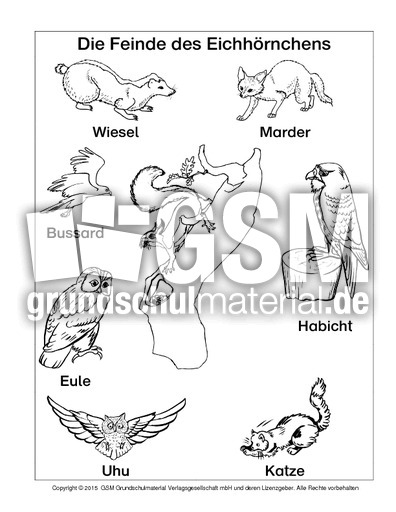 AB-Eichhörnchen-Feinde-SW.pdf